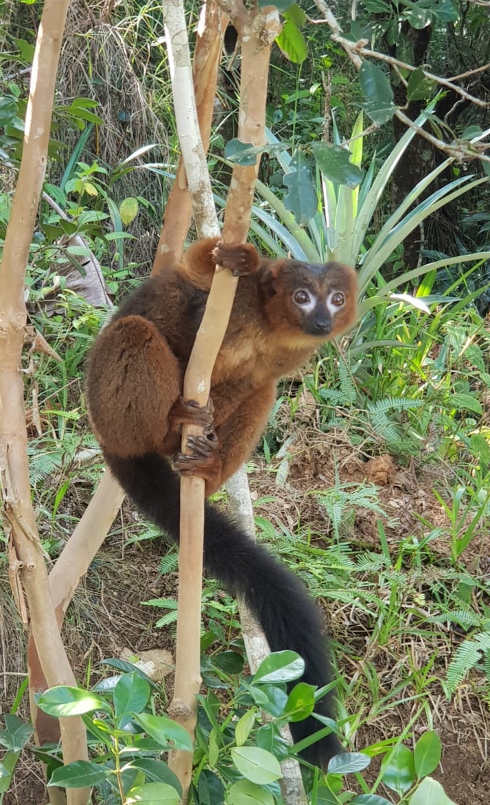 Observation nature Ranomafana — À remplacer